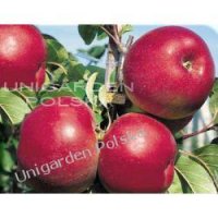 Jabłoń LOBO - odmiana deserowa