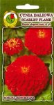 Cynia daliowa Scarlet Flame czerwona nasiona 1g PNOS