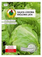 Sałata Królowa Lata nasiona na taśmie PNOS