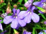 Lobelia