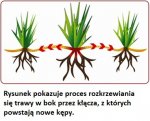 Trawa SUBSTRAL samozagęszczająca UNIWERSALNA 1kg