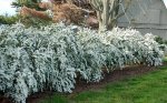 Tawuła van Houtte'a spiraea doskonała na kwitnący żywopłot sadzi się co 1m