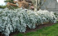 Tawuła van Houtte'a spiraea doskonała na kwitnący żywopłot sadzi się co 1m