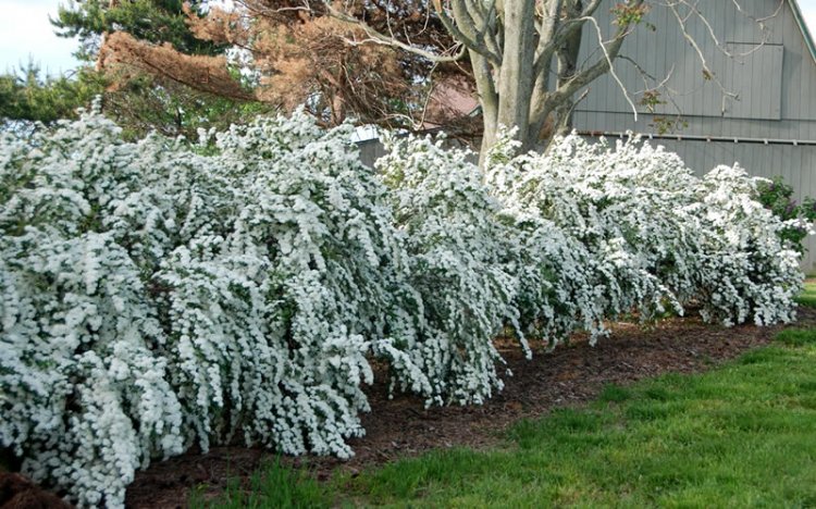 Tawuła van Houtte'a spiraea doskonała na kwitnący żywopłot sadzi się co 1m - Kliknij na obrazek aby go zamknąć