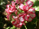 Pelargonie