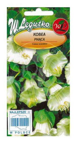 Kobea pnąca biała nasiona LEGUTKO - Kliknij na obrazek aby go zamknąć