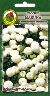 Złocień maruna SnowBall biały nasiona 0,3g PNOS - Kliknij na obrazek aby go zamknąć
