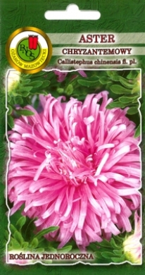Aster chryzantemowy POLA różowy nasiona 0,8g PNOS - Kliknij na obrazek aby go zamknąć