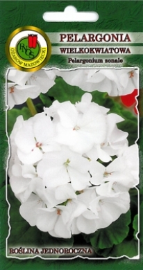 Pelargonia rabatowa nasiona F1 10n biała PNOS - Kliknij na obrazek aby go zamknąć