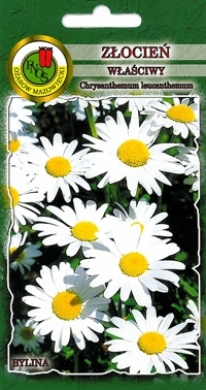 Złocień właściwy Riesenstern biały nasiona 1g PNOS - Kliknij na obrazek aby go zamknąć